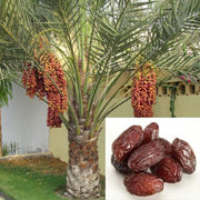 Puspita Nursery Arabian Variety Khajoor Plant Premium Date Palm Tree for Home Garden